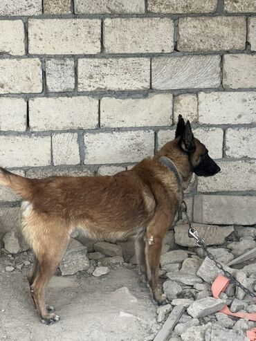 İtlər: Belçika çoban iti, 2 il, Erkek, Peyvəndli — 2