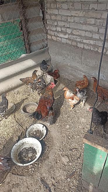 Индюки: Продаю | Куры | Домашняя | Для разведения — 6