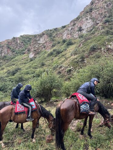запись в посольство кореи в бишкеке: КОННЫЕ ПРОГУЛКИ 🤍🐎
в Чолпон Ате 
цена от 700