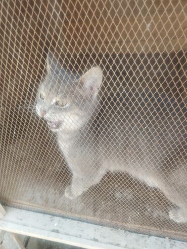 Pişiklər: Boz rəngdə ev pişikləri - Növ: ev pişiyi (qısa tüklü, boz/gümüşü rəng — 5