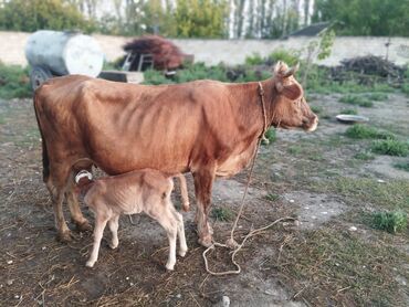 Inəklər, öküzlər: Dişi, il: 3, Südlük