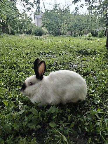 mal qara fermalari: Ağ rəngli, qulaq və burun hissələri tünd rəngli dovşan. Yumşaq və sıx — 2