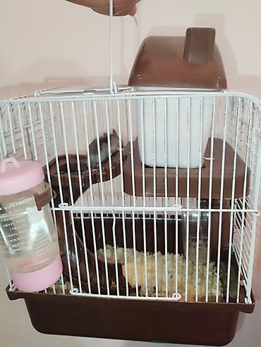 хомяк ош: 🎊продаю хомяка вместе с клеткой клетка новая 🙈🐭 — 1