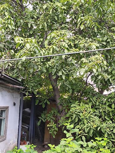 скупка дерево орех: Продам ореховое дерево под распил. Возраст дерева: 30+ лет. Только — 2