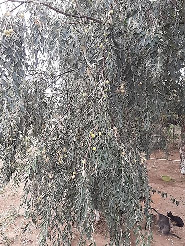 iyde agaci: Salam.Əlairişirin iydə ağacları.Öz bağımdan.Ünvan Bilgəh.1ədəd 15 — 7