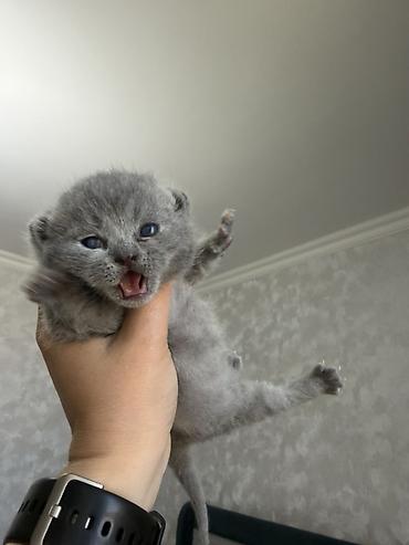 Pişiklər: Britan, Dişi — 12