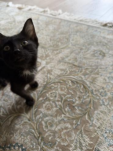 коты белый: Беспородная, 3 месяца, Мальчик, Черный, Приучена к лотку, Проглистована — 1