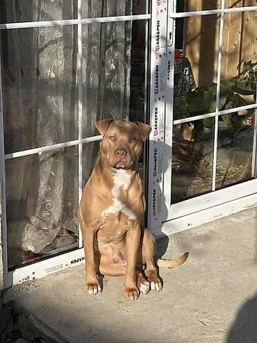 albay itleri: Pitbul, 2 ay — 2