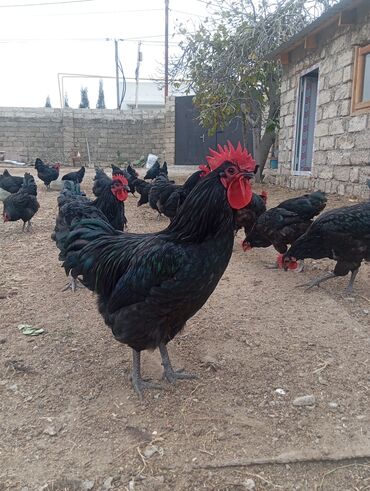 Xoruzlar: Məhsul: Ev şəraitində saxlanılan uzun quyruğ Alman sortu olan astralop — 7