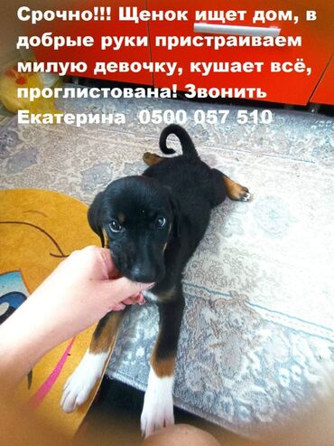собаки доберман: Собака даром: Дворняжка, 1 месяц, Самка
