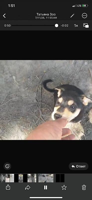 Иттер: Отдам в добрые руки Щенки дворняжки🐶 Ищем любящих хозяев для — 1