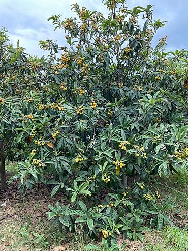 Bağ evlərinin satışı: Digah, 140 kv. m, 5 otaqlı, Kombi, Qaz, İşıq — 15