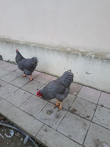 Xoruzlar: Barred rok yumrtasi satilir — 10