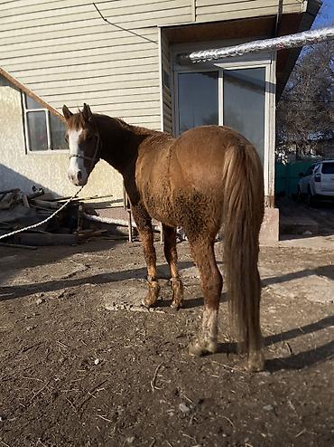 Лошади, кони: Продаю | Конь (самец) | Полукровка | Рабочий — 3