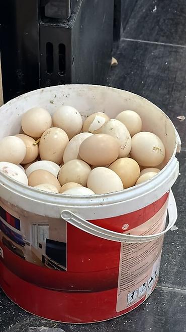 ucuz tort. sifarisi instagram: Təbii kənd yumurtası – təbii dad axtaranlar üçün! Hər həftə sifariş — 1