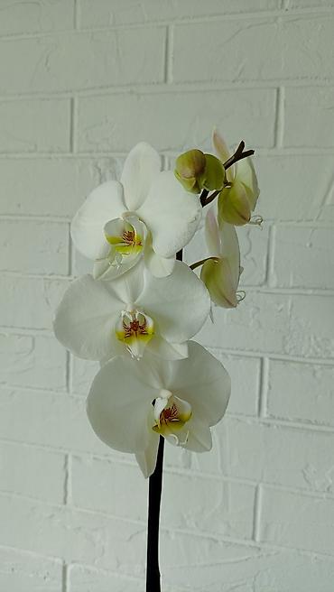 Орхидеи: Большой выбор сортовых орхидей. высота растений 70 см — 5