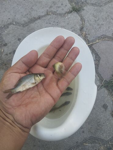 аквариум с рыбами: Продаю рыбу рабочую подросшую Карп Сазана по три Грама до дисити по