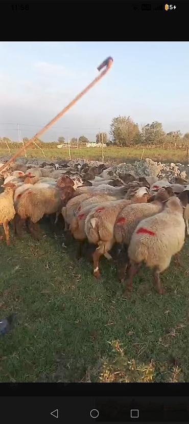 heyvan bazarı: Damazliq ham cavan hevandi 64 başdi - Növ: yerli qoç-qoyun qarışıq — 2