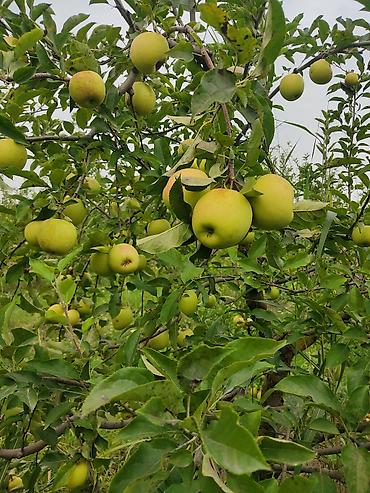 lipid cayi qiyməti: Məhsul: Yaşıl alma (ağacdan təzə) Təsvir:almalar yıgılıb navese — 7