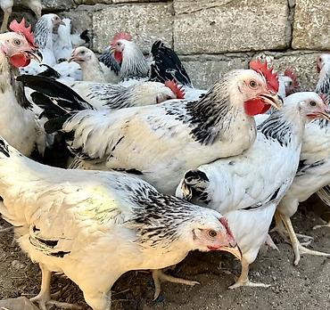 meşə toyuğu: 5 Ay Yarımlıq Xoruzlar. 30 Ədəd 5 Ay 10 Günlük Fərələr. Fərələr — 5
