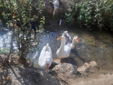 показы 1 354 72 договорная кошка даром британская короткошёрстная 1 год мальчик метис 2 позвонить написать: Домашние гуси для подворья - Порода: крупные белые (на фото также