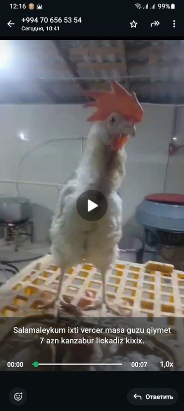 ağ pişiklər: Курица, Liqorin, Для разведения, Платная доставка