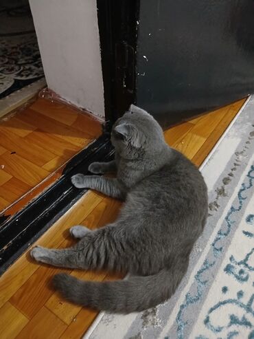 куплю шерсть барана: Шотландская вислоухая кошка (Scottish Fold), окрас блю (серый)