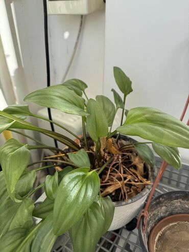 Otaq bitkiləri: Güllər satılır dibçəkdə, hamısını götürənə endirim. Birinə aiddir — 9