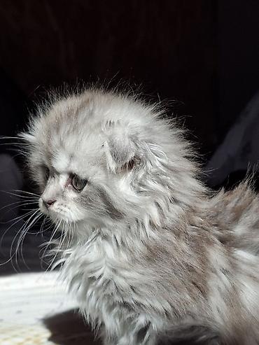 цена шотландской вислоухой кошки: Скотиш Фолд (Шотландская вислоухая), 2 месяца, Мальчик, Серый, Приучена к лотку — 2
