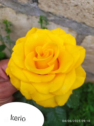 Şitillər: Məhsul: Bağ bitkiləri və meyvə fidanları seçimi - Hibiskus (Rose of — 59