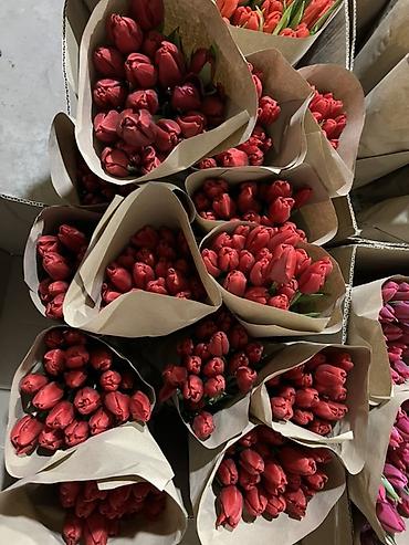 Букеты из живых цветов: Тюльпаны - Сорт: нежно-розовые тюльпаны с мягкой желтой каймой на — 20