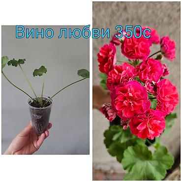 Другие садовые цветы и кустарники: Абутилон (комнатный клён) — саженцы в стаканчиках. Сорт с крупными — 14