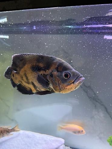 Рыбы: Срочно продам или меняю на другие рыбки большого Астронотус тигровый — 5