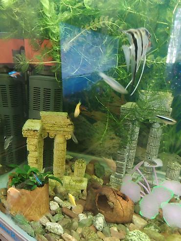 Аквариумы: Заводской аквариум на 250 литров, полностью укомплектован с рыбками и — 7
