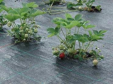 Другие товары для дома и сада: Агроткань застилочная от сорняков Агроткань — цельнотканевый плотный — 8