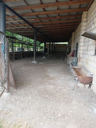 Kənd təsərüfatı heyvanları üçün digər mallar: Salam Arenda veya satmaq Heyvan saxlanılan təsərrüfat/qoyun‑malqar — 2