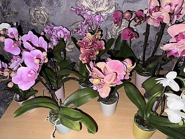 Орхидеи: Орхидея оптом и в розницу принимаем корпоративные заказы !!! Г at lalafo.kg — 15 Орхидеи: Орхидея оптом и в розницу принимаем корпоративные заказы !!! Г — 15