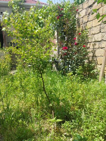 Həyət evləri və villaların satışı: Biləcəri 3 otaqlı, 80 kv. m, Yeni təmirli -da lalafo.az — 12 Həyət evləri və villaların satışı: Biləcəri 3 otaqlı, 80 kv. m, Yeni təmirli — 12