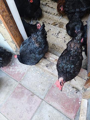 xoruz sekli: Toyuq, Australorp, Yumurtalıq — 2