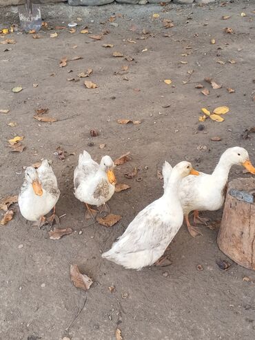 собаки в добрые руки: Erkək, Ətlik, Ünvandan götürmə