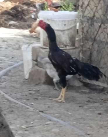 Kənd təsərrüfatı quşları: Xoruz, il: 1, Ünvandan götürmə