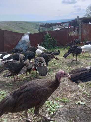 Hinduşka: Məhsul: Təbii şəraitdə bəslənən hinduşkalar Təsvir: - Açıq otlaqda — 8