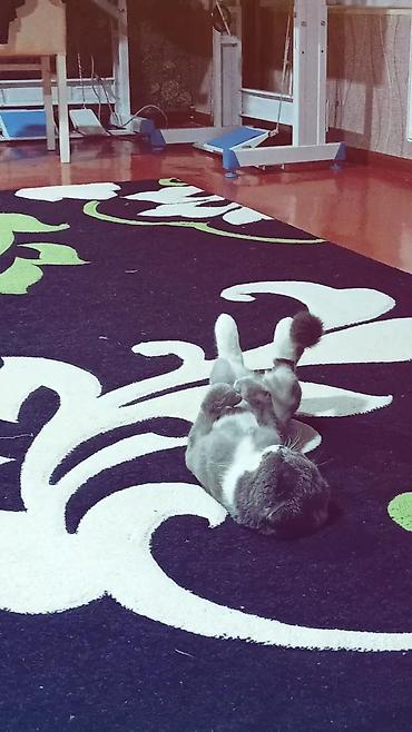 Pişiklər: Şotland yastı qulaq — 8