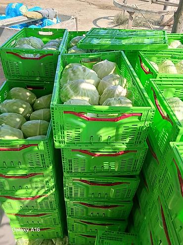 topdan baliq satisi: Ağ kələm – topdan satışı 0.60 qepiy - Növ: Ağ baş kələm (yuvarlaq və — 3