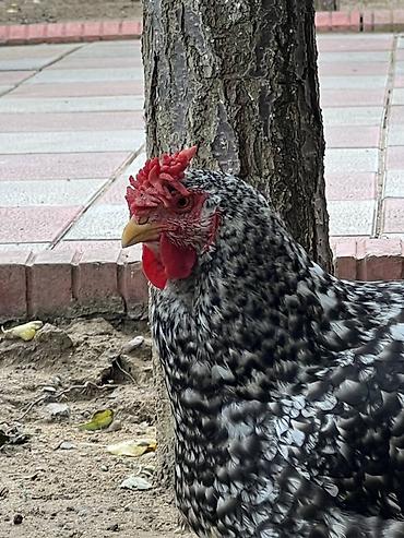 toyuq satışı: Toyuq, Damazlıq — 6