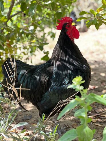 Digər quşlar: Avstralop yumurtaları İnqibator üçün. ideal çıxış verir. təmiz qandır -da lalafo.az — 9 Digər quşlar: Avstralop yumurtaları İnqibator üçün. ideal çıxış verir. təmiz qandır — 9