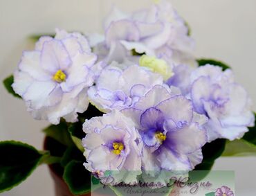 Фиалки и глоксинии: 🌱🌺🌱 Продаю сортовые ДЕТКИ стандартных, трейлерныхмини и полумини — 12