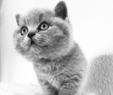 коты рыжие: Породистый ласковый котенок(мальчик) Обучен кошачьему этикету (приучен
