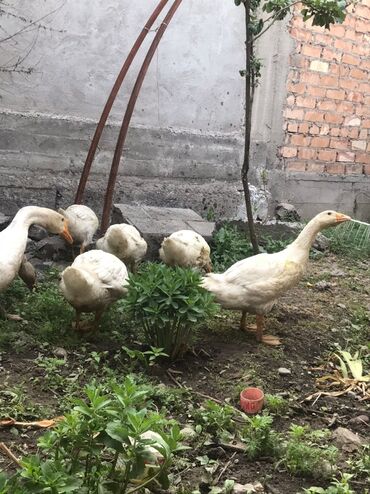 гусиные яйца цена: Гусь продаю гусята 5 маленький 2 большие за всех прошу 9 тыс общ 7 шт