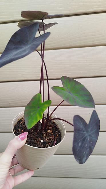Филодендроны: Монстера Monstera 'Aurea Neon' / 'Lemon Lime'). Монстера Бульвазавр и — 21